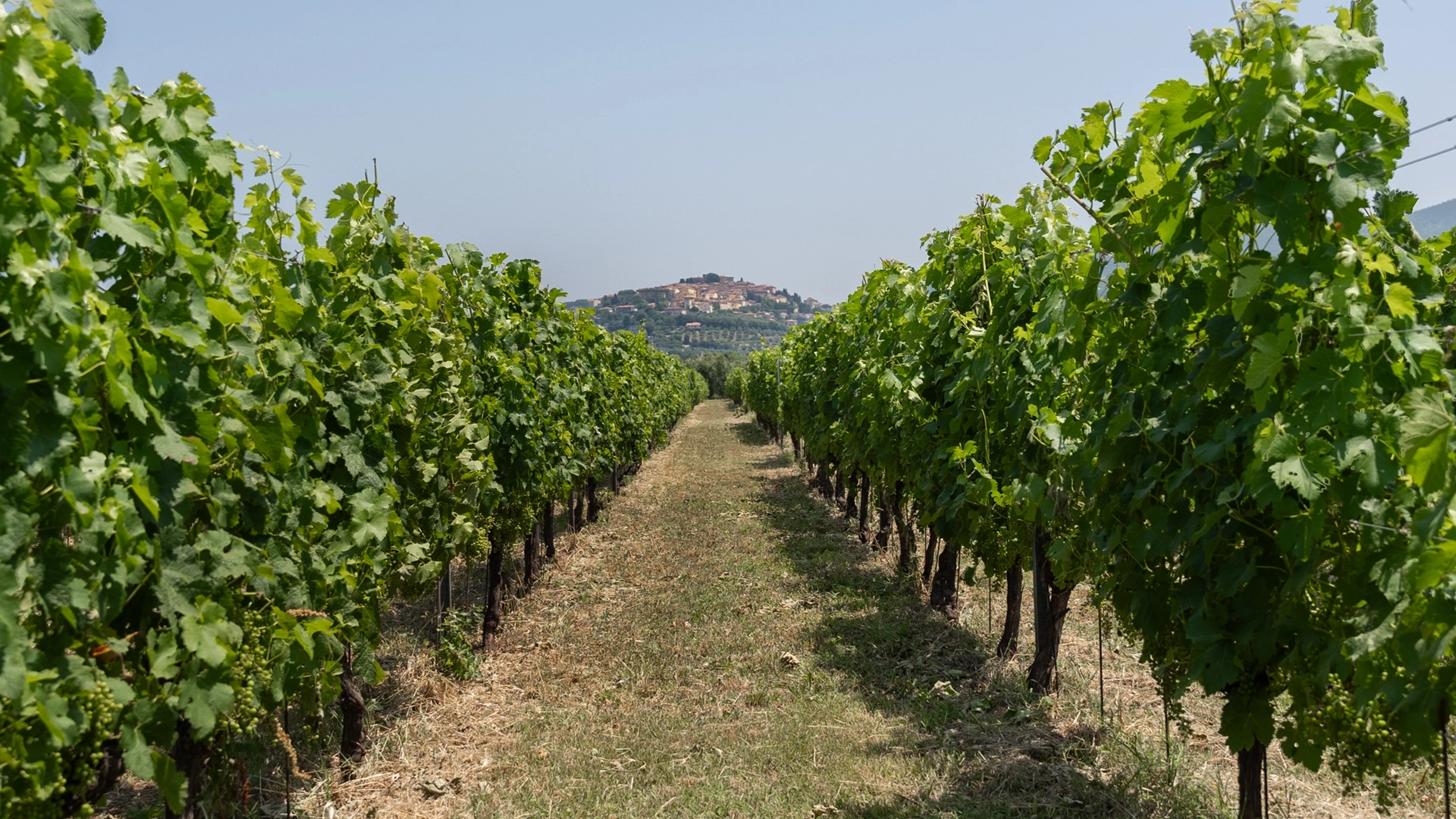 Enrico-santini-le-vigne-bolgheri