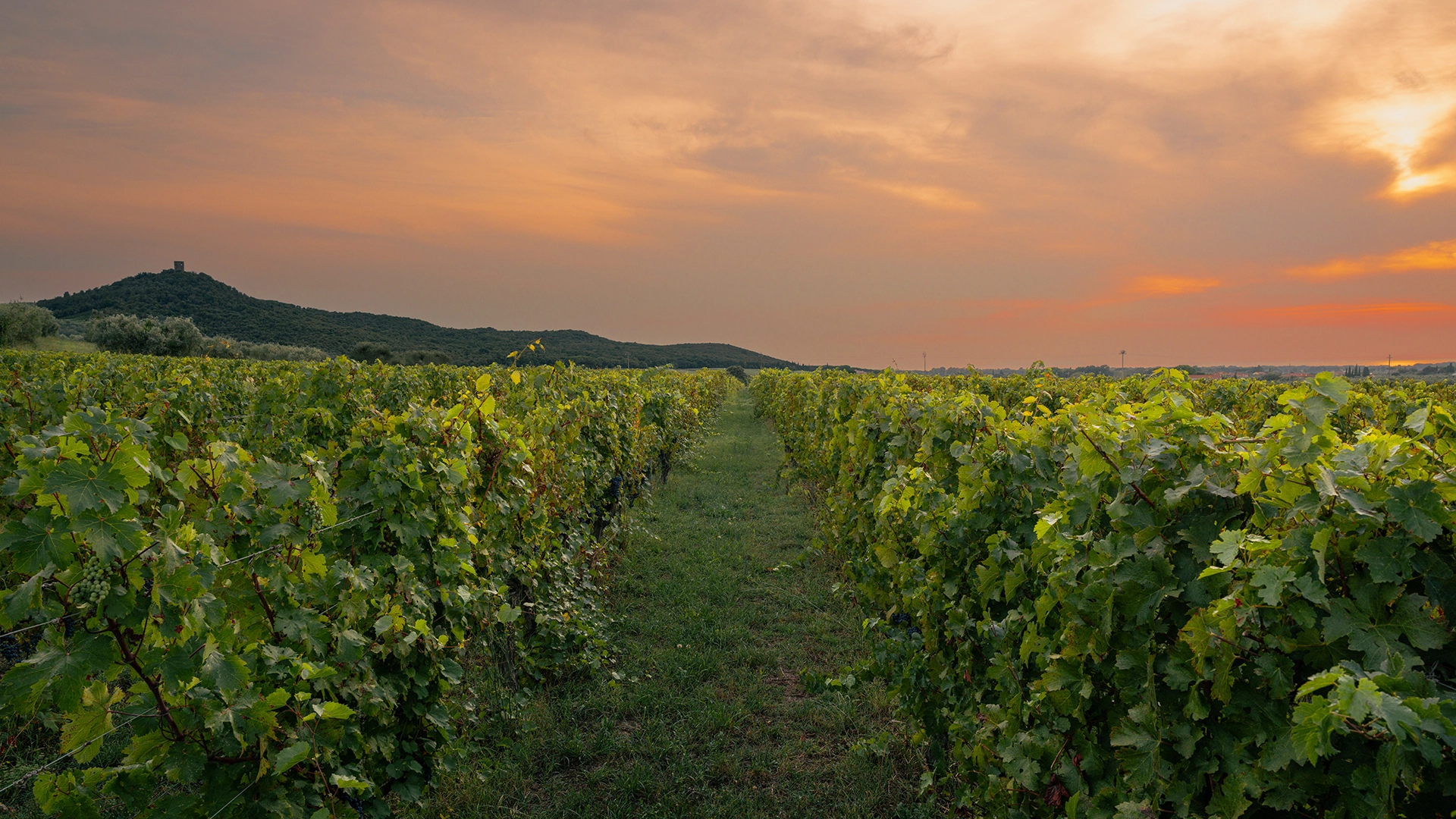 Enrico santini le vigne estate