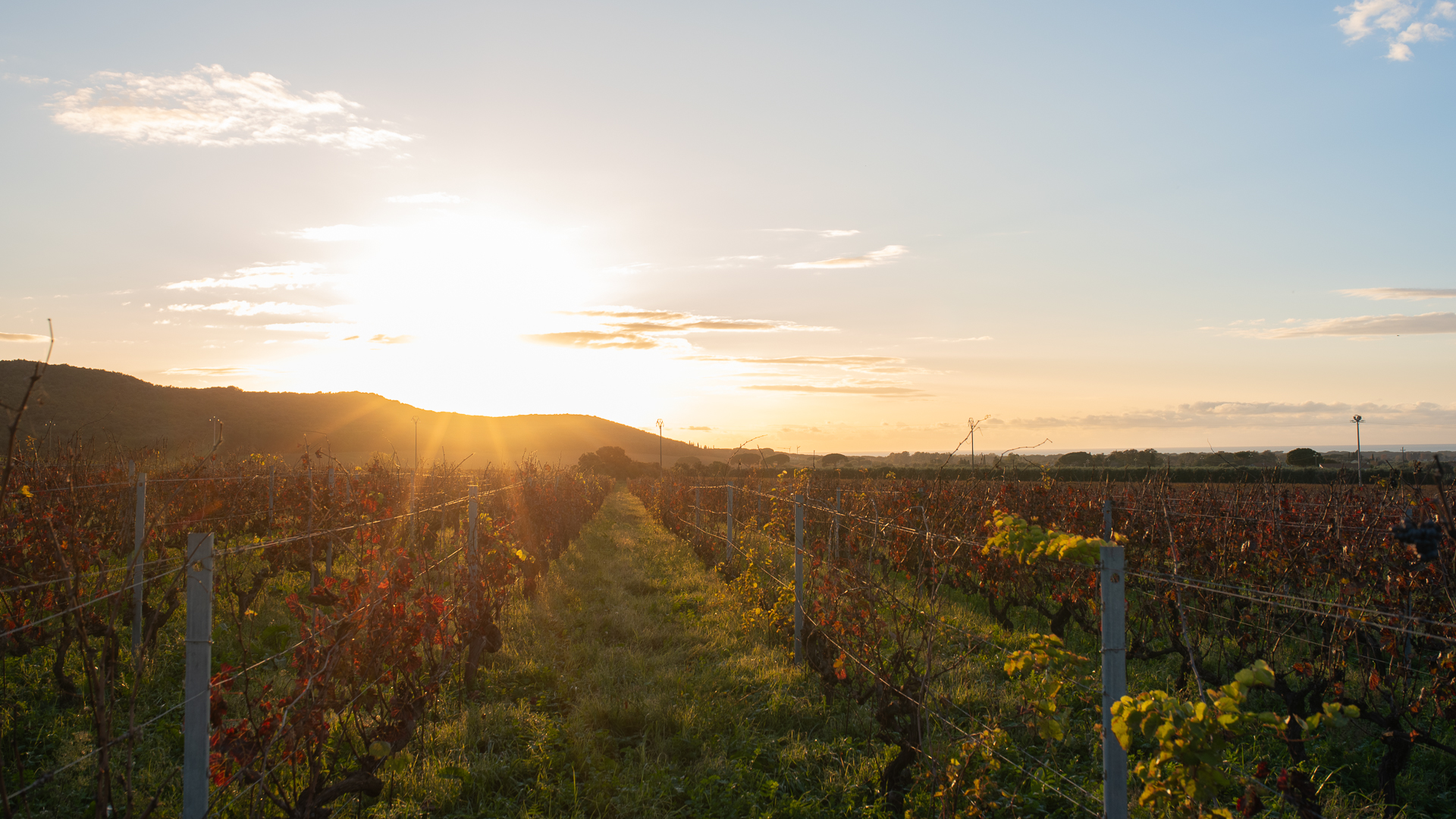 Enrico Santini: Vigna